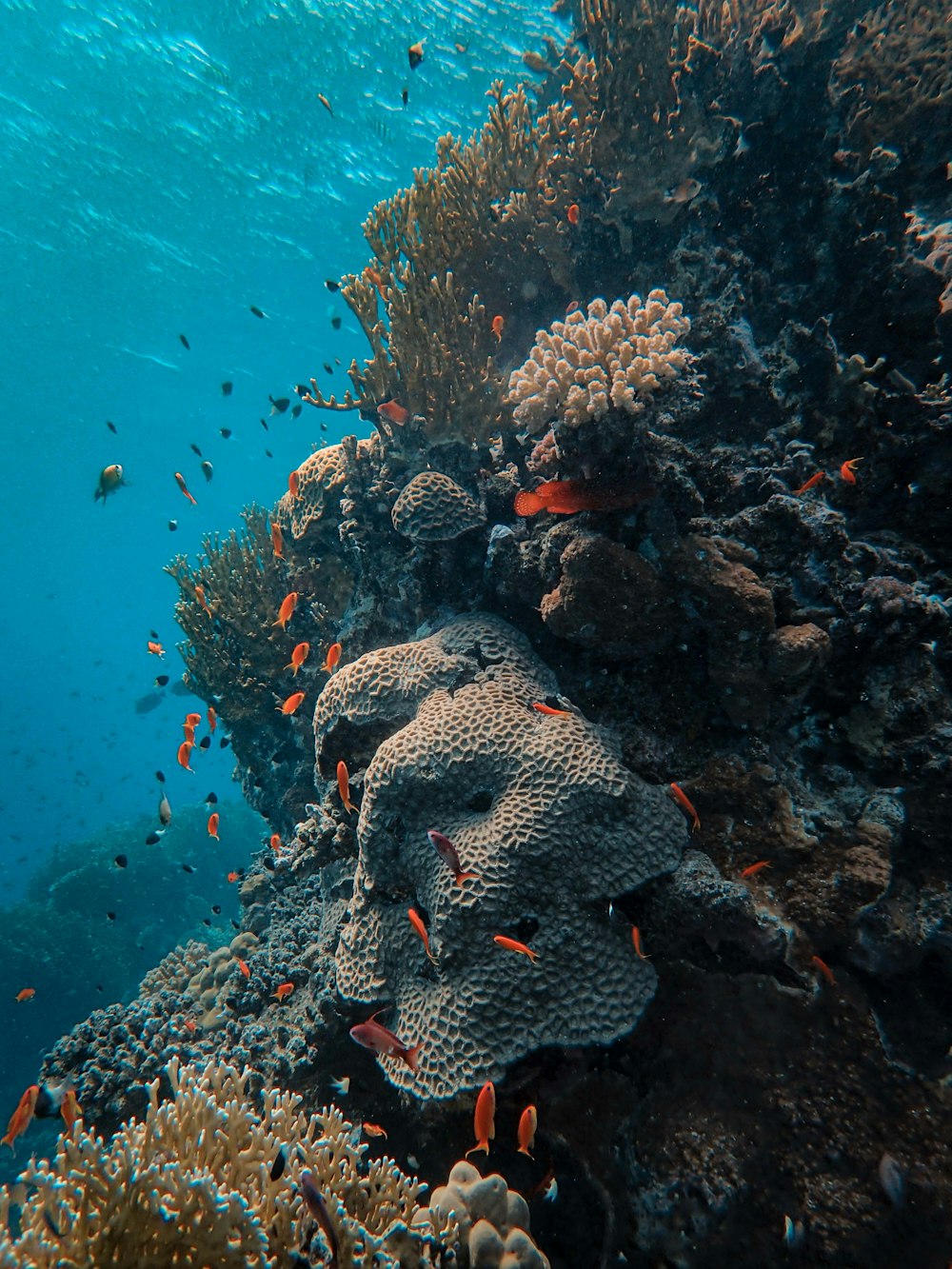 Orangefarbene Fische im Wasser