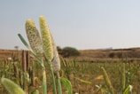 Several stalks of green millet stand in a field, surrounded by a grassy landscape under a clear blue sky. The terrain is slightly hilly with a few trees in the background. The millet heads are mature and densely packed with seeds.