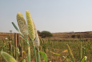Several stalks of green millet stand in a field, surrounded by a grassy landscape under a clear blue sky. The terrain is slightly hilly with a few trees in the background. The millet heads are mature and densely packed with seeds.