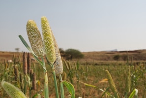 Several stalks of green millet stand in a field, surrounded by a grassy landscape under a clear blue sky. The terrain is slightly hilly with a few trees in the background. The millet heads are mature and densely packed with seeds.