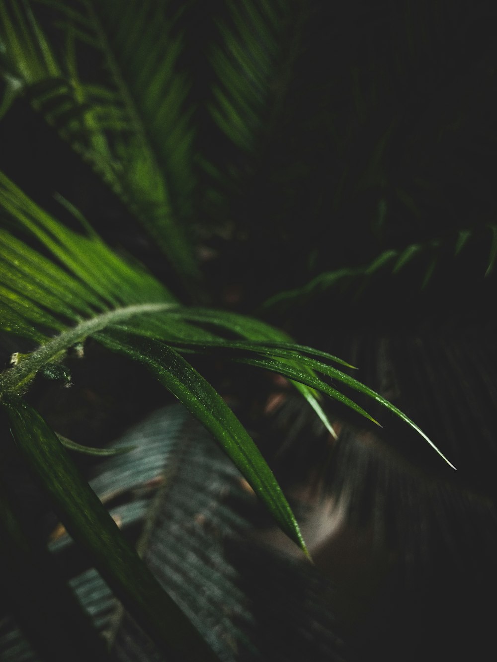 macro photography of green palm plant