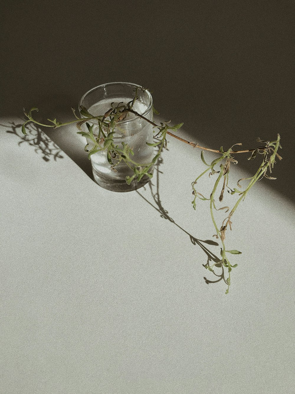 water in clear drinking glass with green leaf plant