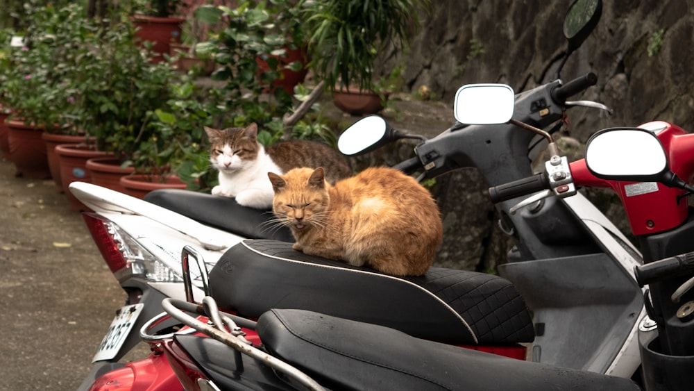 two cats sitting on motorcycles