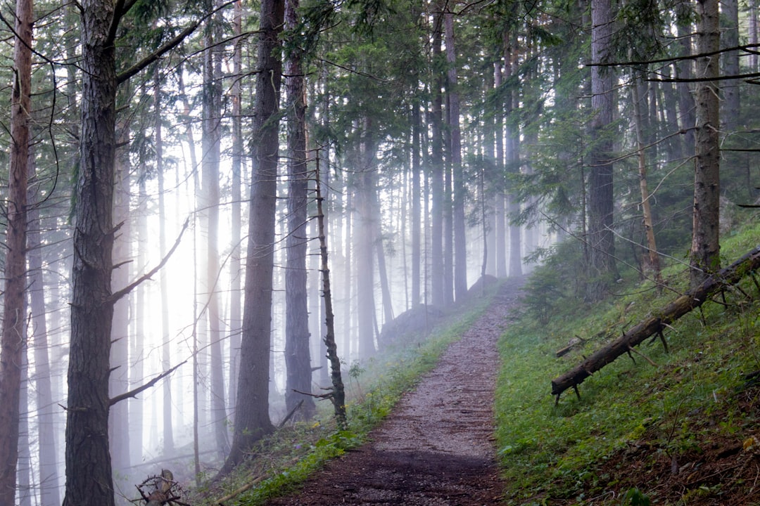 A foggy trail in a forest