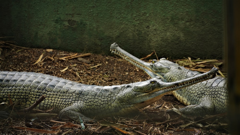 two green crocodiles