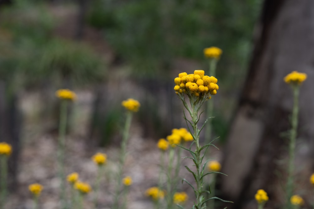 fotografia a fuoco superficiale di una pianta a foglia verde con fiori gialli