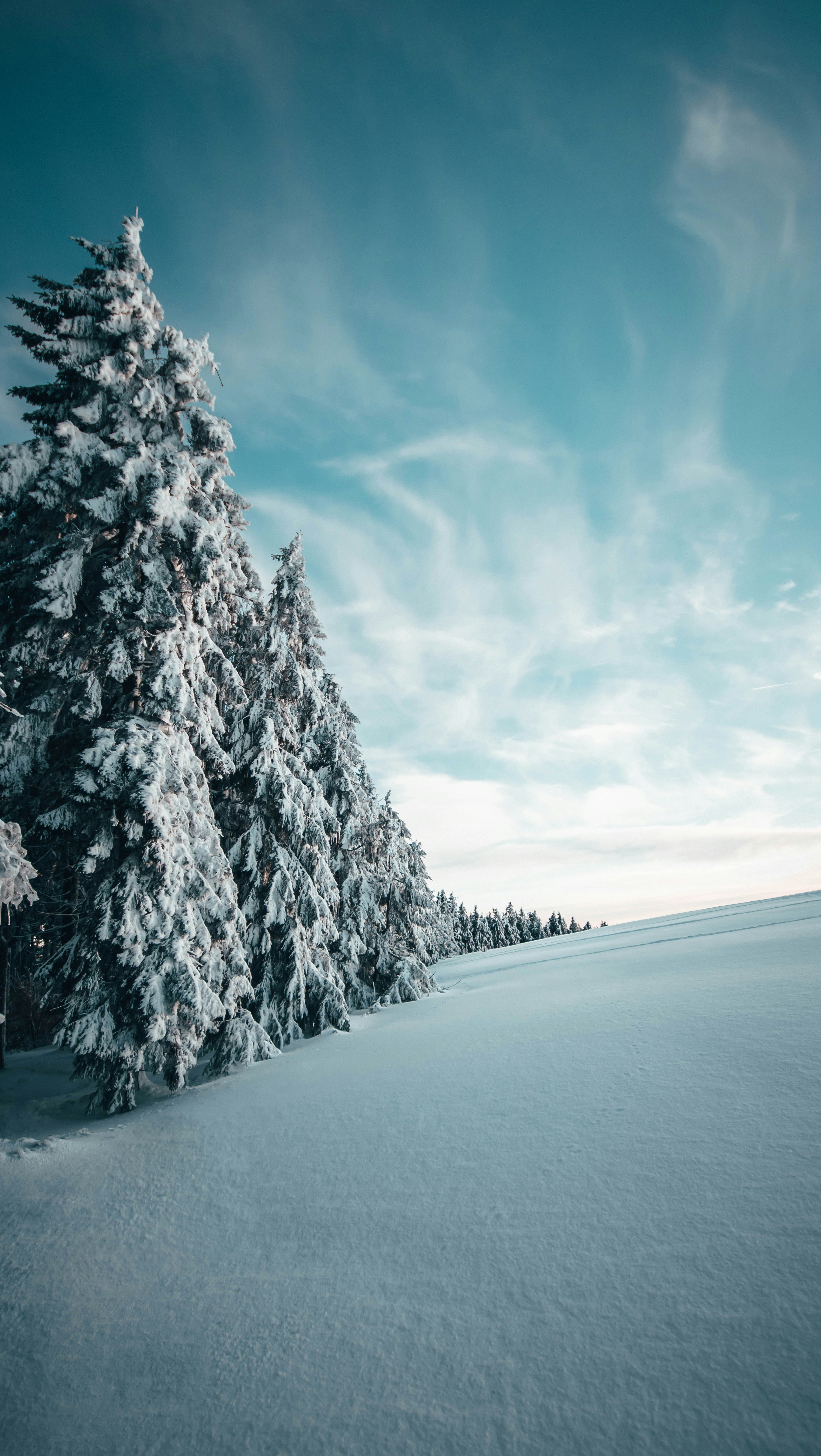pine trees covered by snow