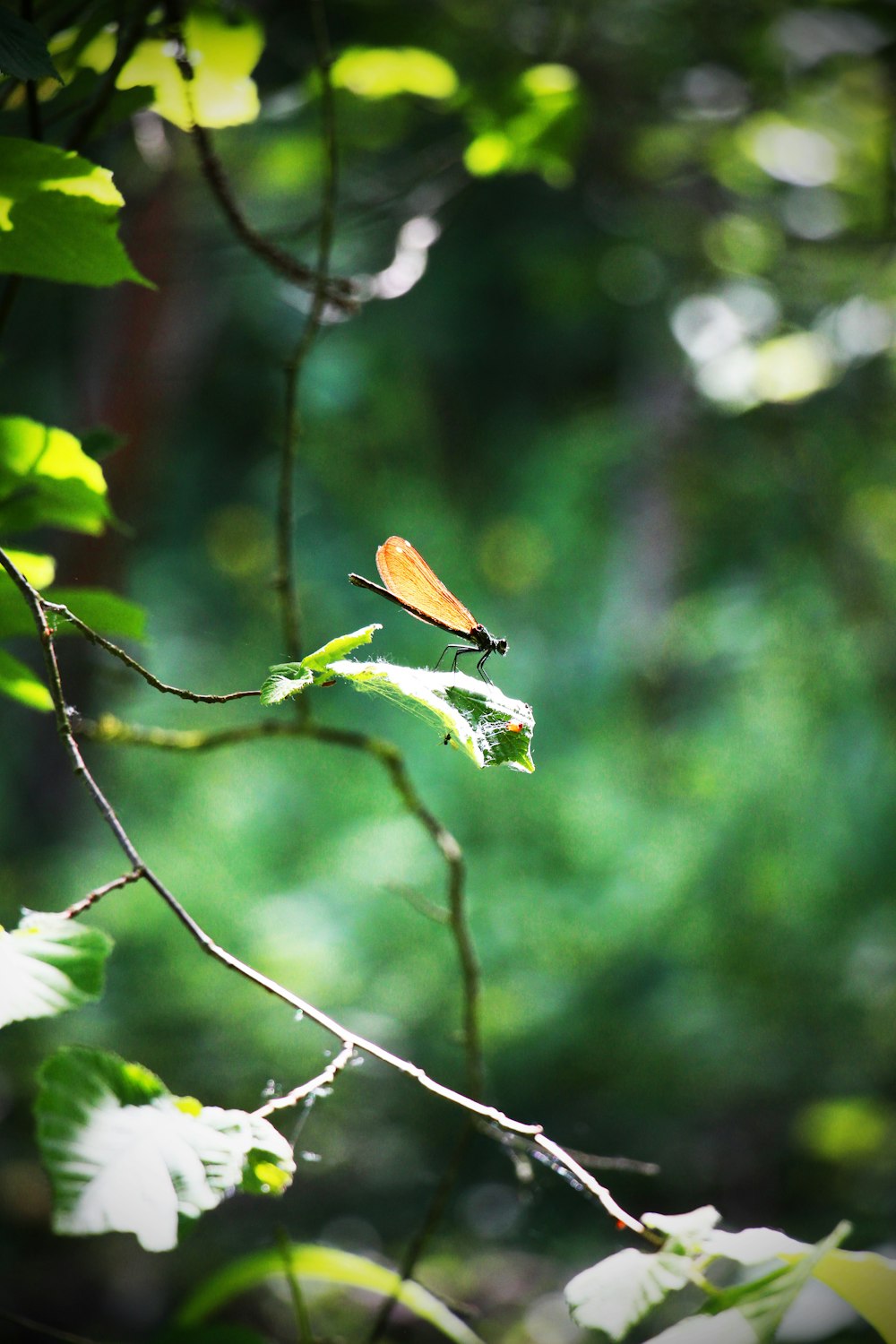 black and brown damselfly perching on green leaf