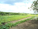 A lush agricultural field with rows of crops growing in the soil. Green plants are arranged in neat lines, surrounded by a backdrop of dense forest and rolling hills under a partly cloudy sky. The image conveys a sense of peace and natural abundance.