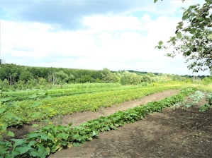 Image of lush green agricultural fields representing agro business.
