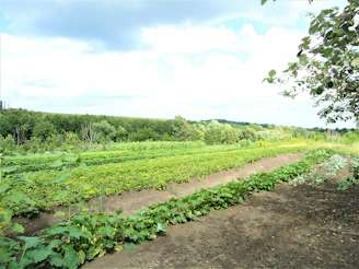 A lush agricultural field thriving thanks to organic biofertilizers.