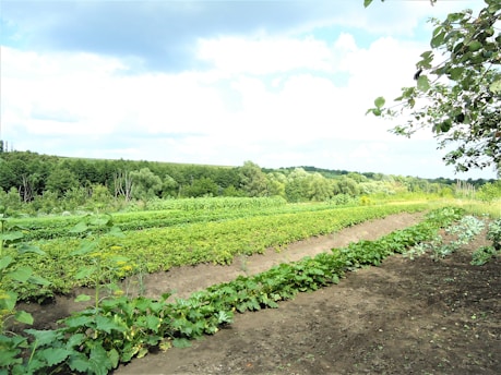 A lush agricultural field with rows of crops growing in the soil. Green plants are arranged in neat lines, surrounded by a backdrop of dense forest and rolling hills under a partly cloudy sky. The image conveys a sense of peace and natural abundance.