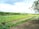 A lush agricultural field with rows of crops growing in the soil. Green plants are arranged in neat lines, surrounded by a backdrop of dense forest and rolling hills under a partly cloudy sky. The image conveys a sense of peace and natural abundance.
