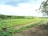 A lush agricultural field with rows of crops growing in the soil. Green plants are arranged in neat lines, surrounded by a backdrop of dense forest and rolling hills under a partly cloudy sky. The image conveys a sense of peace and natural abundance.