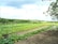 A lush agricultural field with rows of crops growing in the soil. Green plants are arranged in neat lines, surrounded by a backdrop of dense forest and rolling hills under a partly cloudy sky. The image conveys a sense of peace and natural abundance.