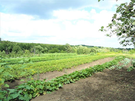 A lush agricultural field thriving thanks to organic biofertilizers.