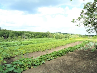 A lush agricultural field with rows of crops growing in the soil. Green plants are arranged in neat lines, surrounded by a backdrop of dense forest and rolling hills under a partly cloudy sky. The image conveys a sense of peace and natural abundance.