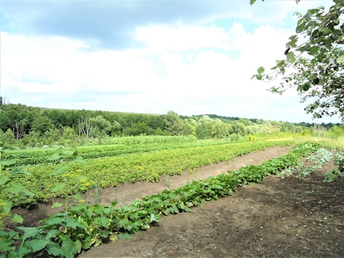 A lush agricultural field with rows of crops growing in the soil. Green plants are arranged in neat lines, surrounded by a backdrop of dense forest and rolling hills under a partly cloudy sky. The image conveys a sense of peace and natural abundance.