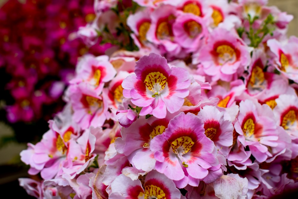 fotografia de foco raso de flores cor-de-rosa