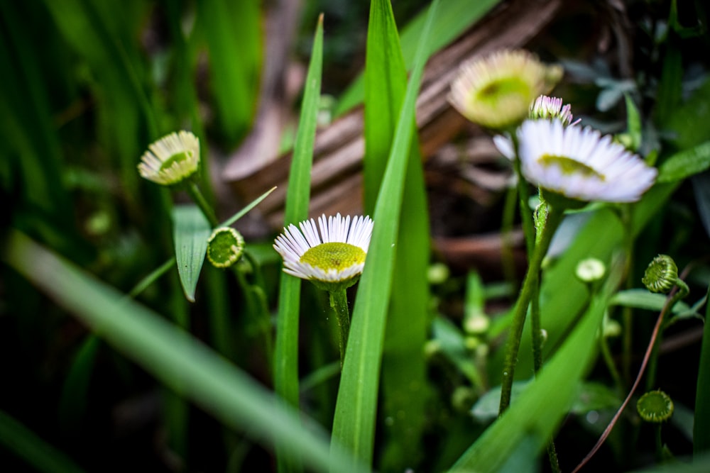 Flachfokusfotografie einer grünblättrigen Pflanze mit weißen Blüten