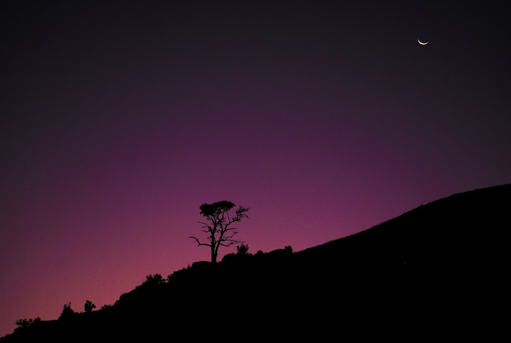 silhouette tree and pink sky