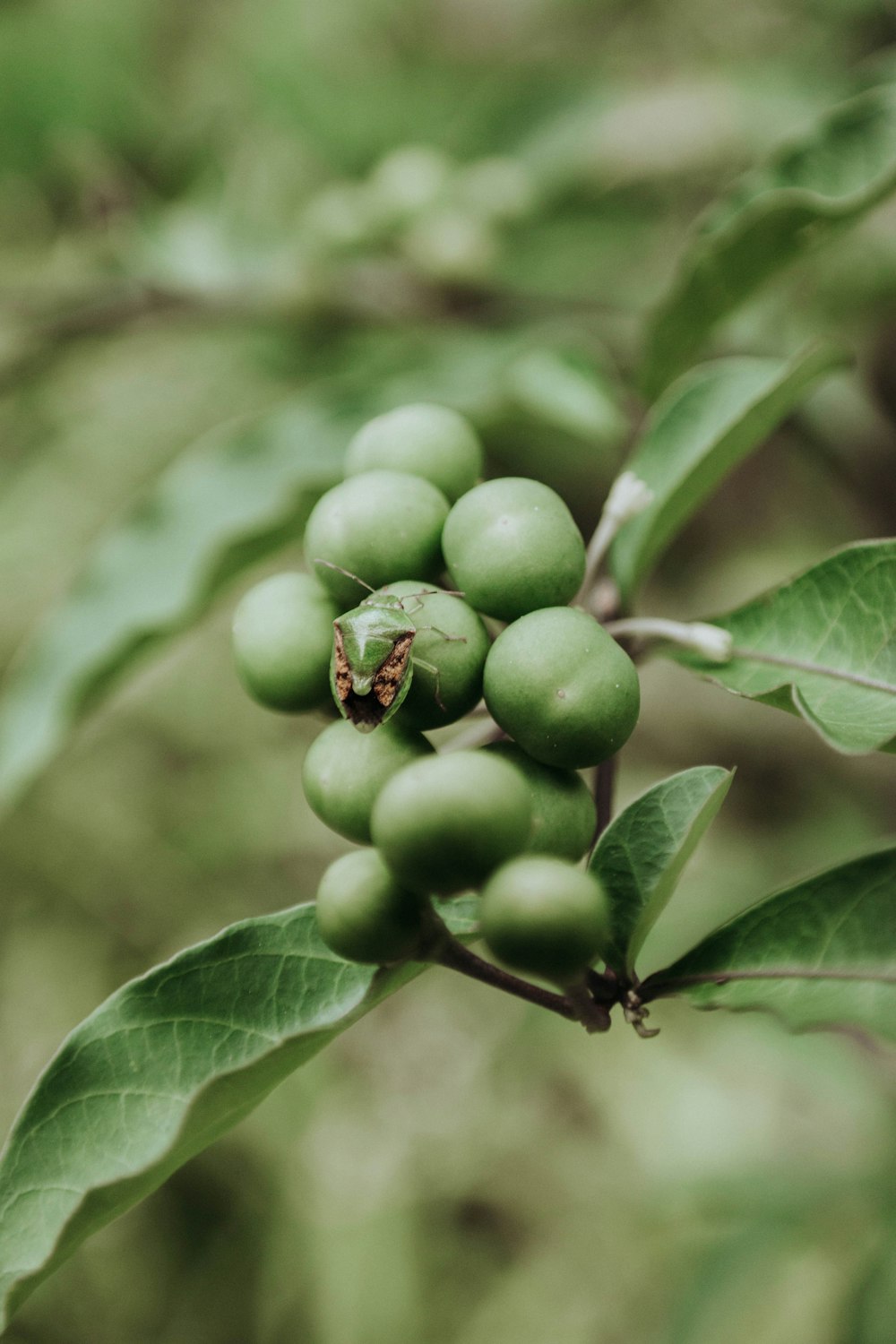 green fruit lot