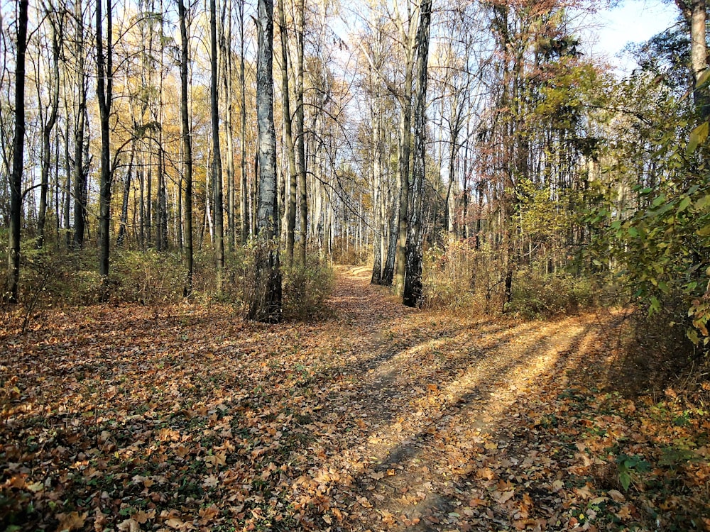 dried leaves scattered on ground on forest