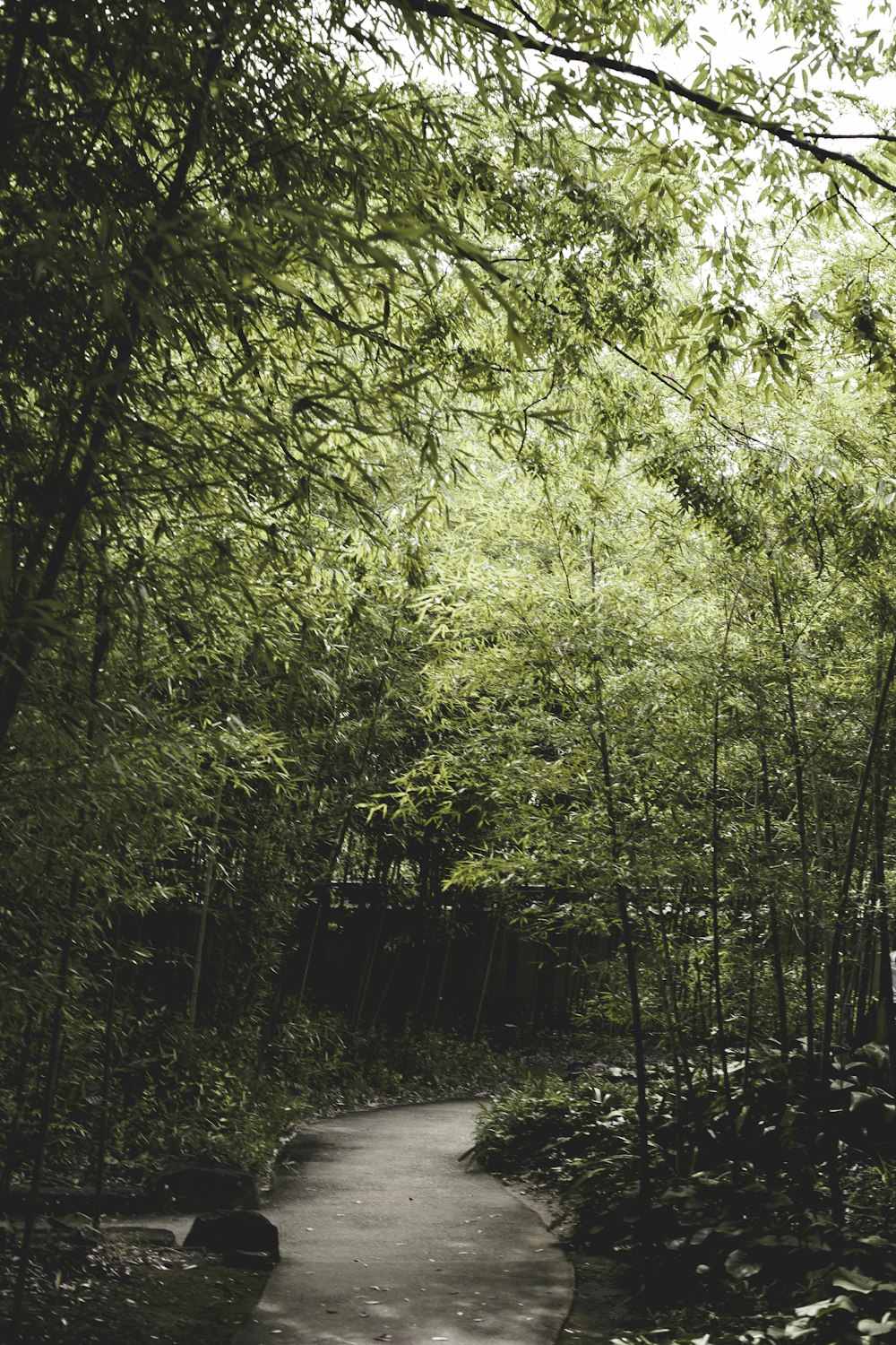 low-light photo of way in between of trees