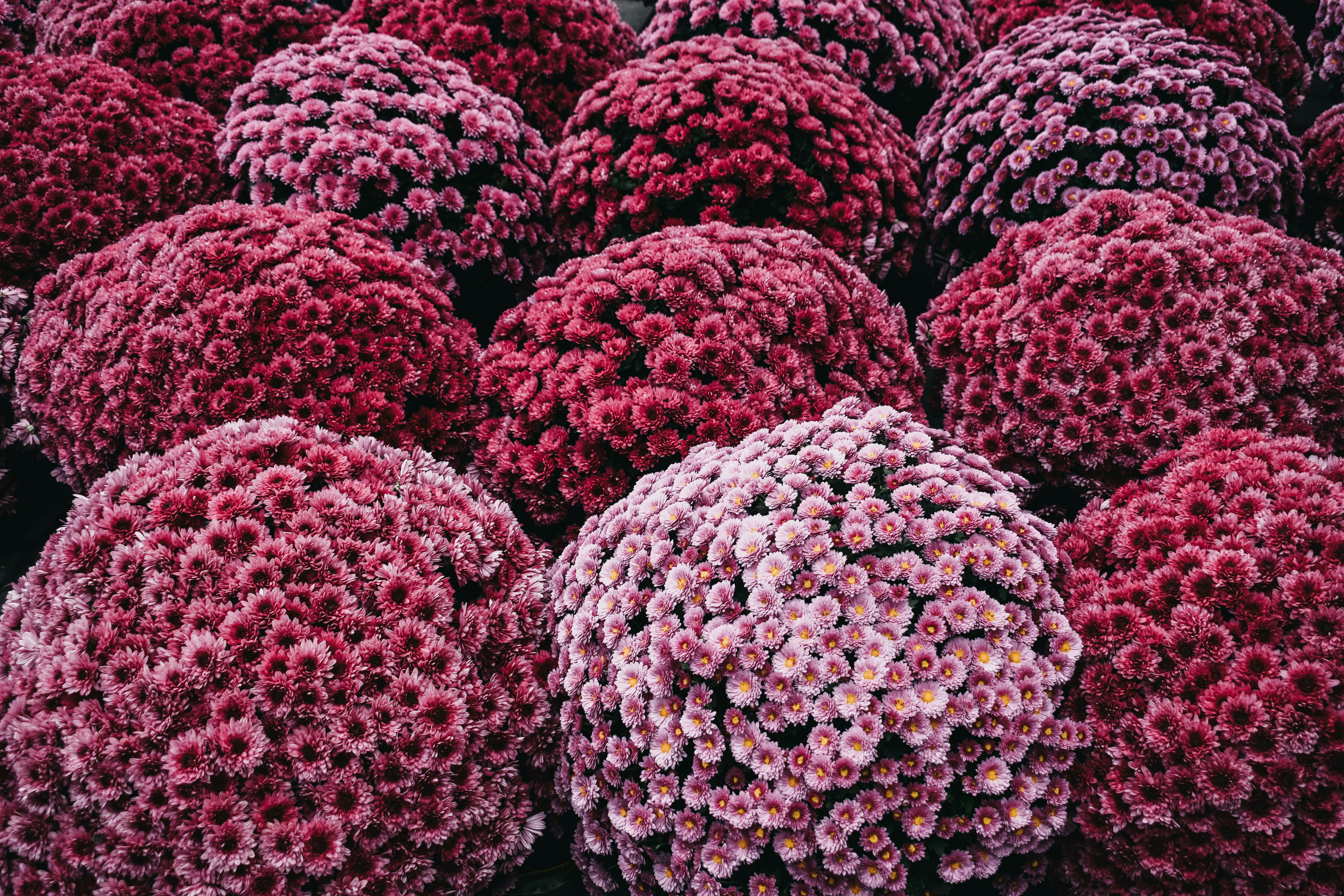 Seura Integrity Lawn's image