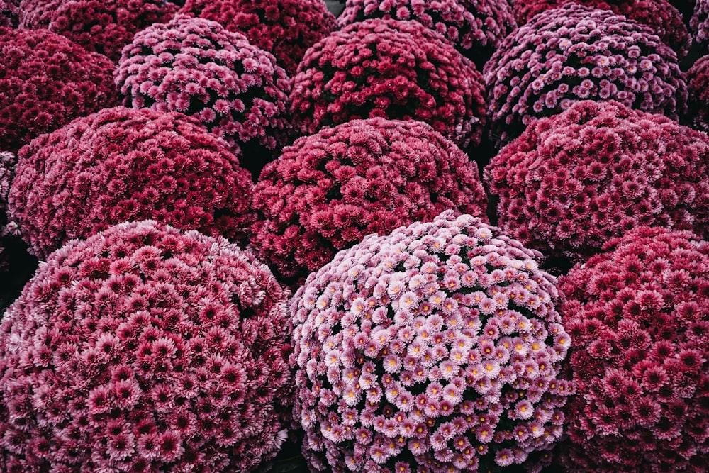 bunch of pink-petaled fowers