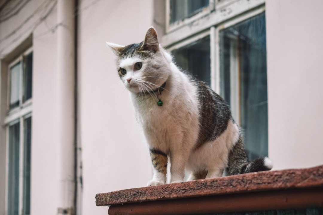 white and brown tabby cat sitting