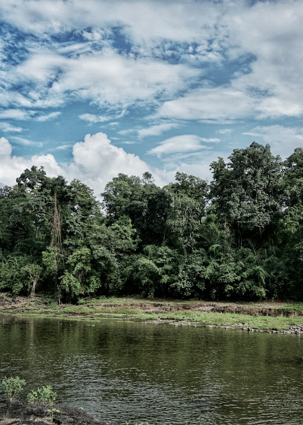 green trees