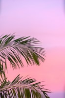 green palm plant