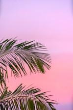 green palm plant