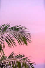 green palm plant