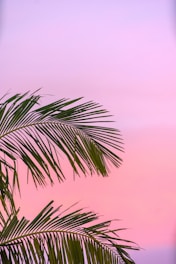 green palm plant