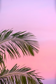 palm tree over sunset