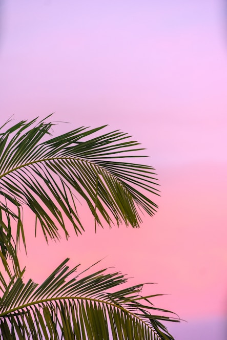 green palm plant