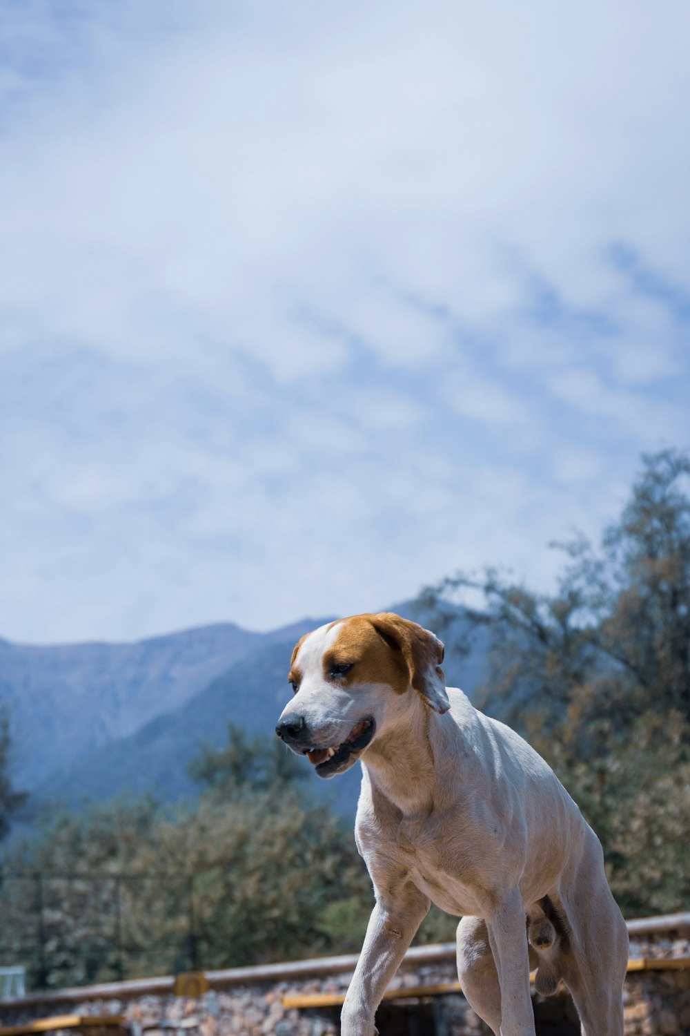 white and brown coated dog