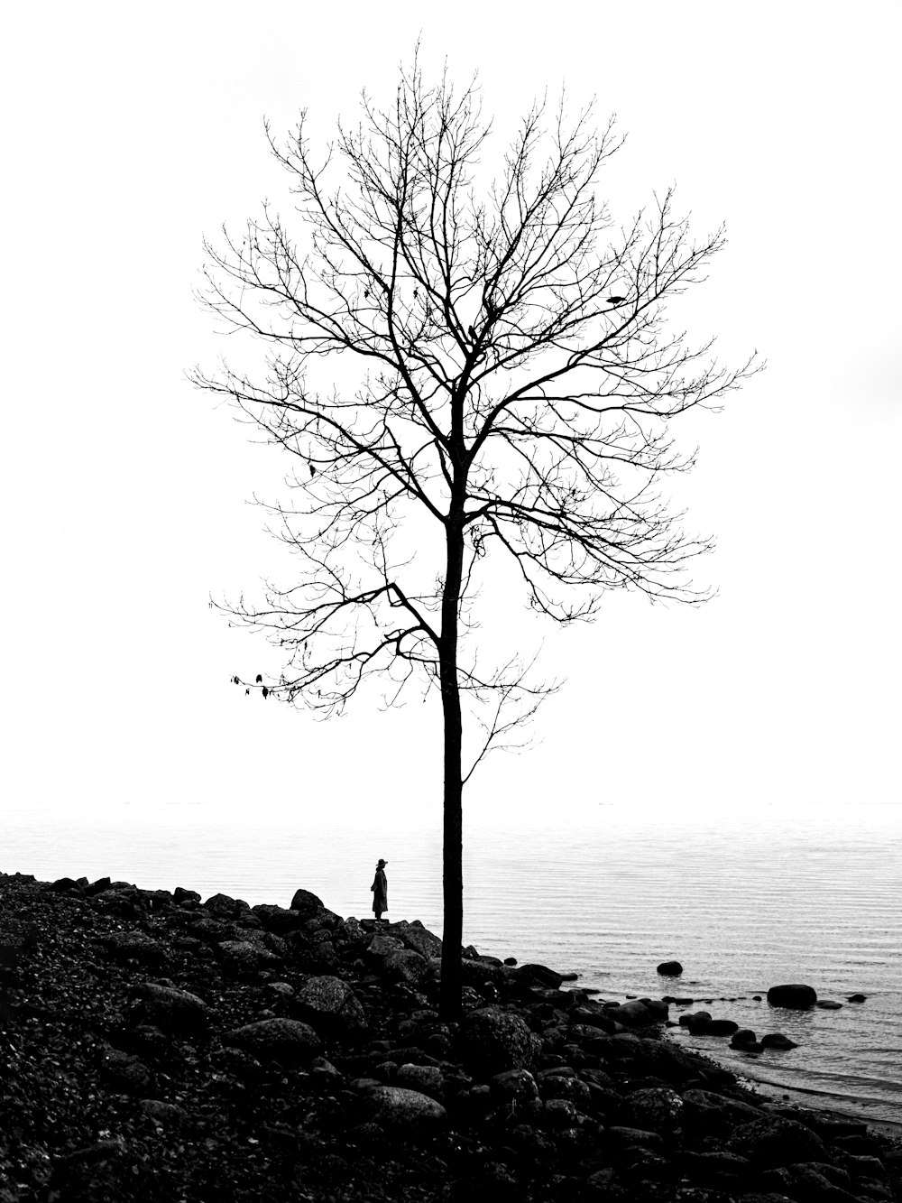 silhouette photography of bare tree