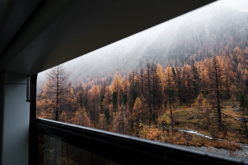 brown forest trees