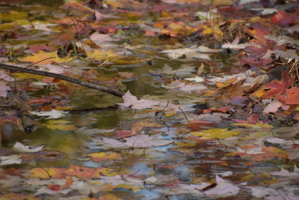 brown leaves on body of water during daytime