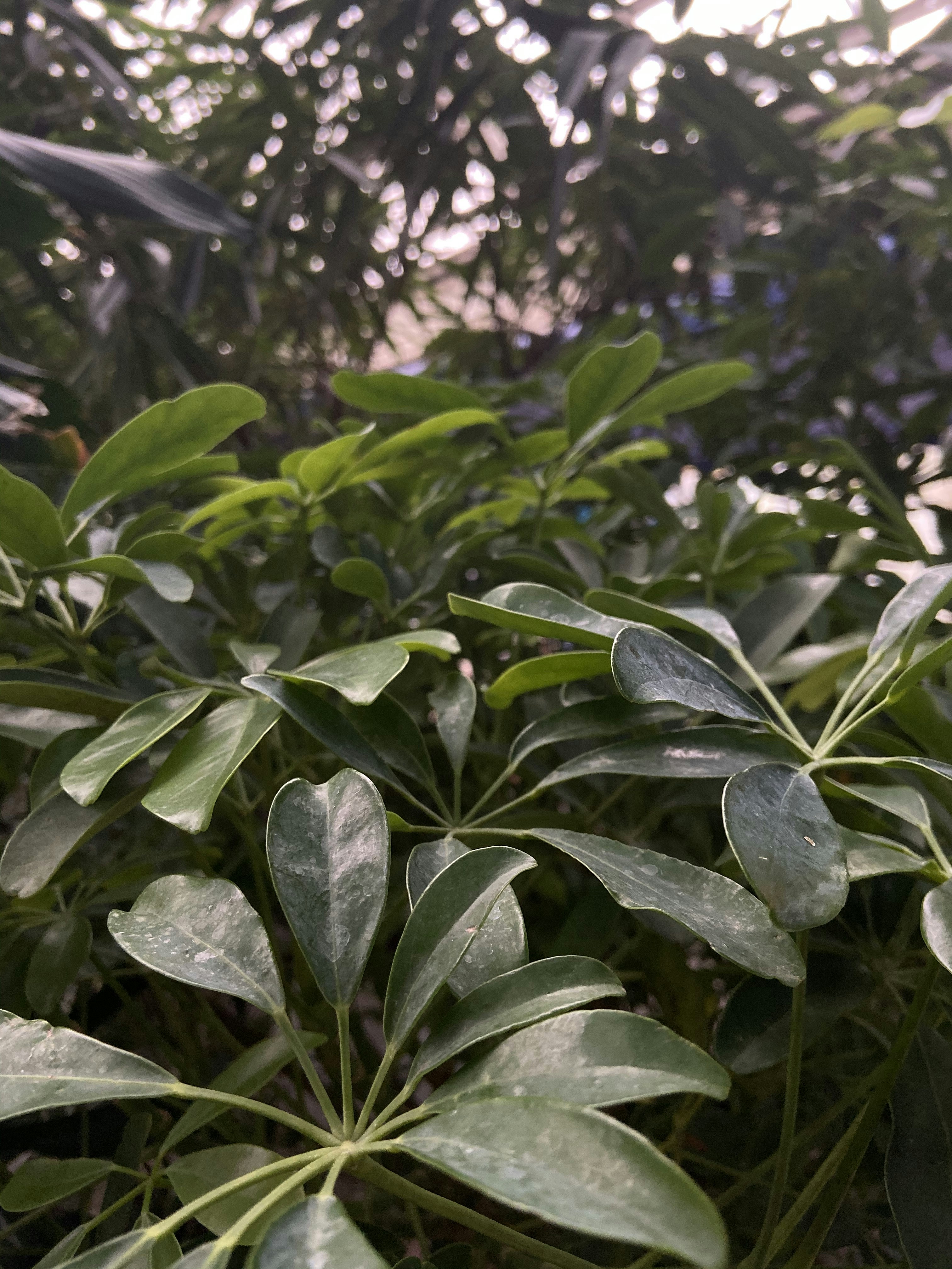 macro photography of green leaf plant
