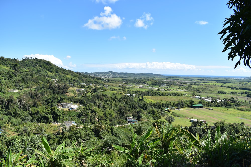 green trees and plants field