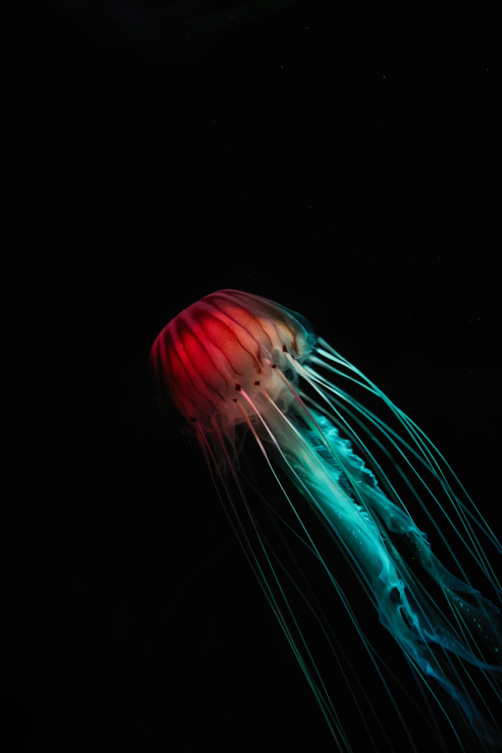 red and blue jellyfish