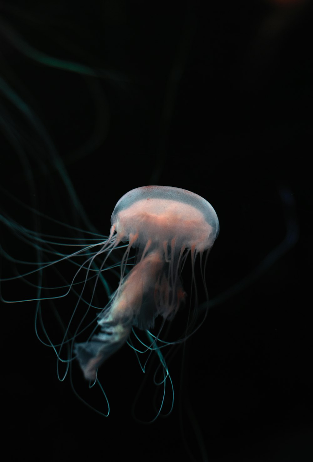 medusas bajo el agua