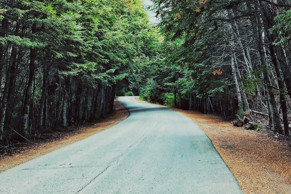 road between green trees