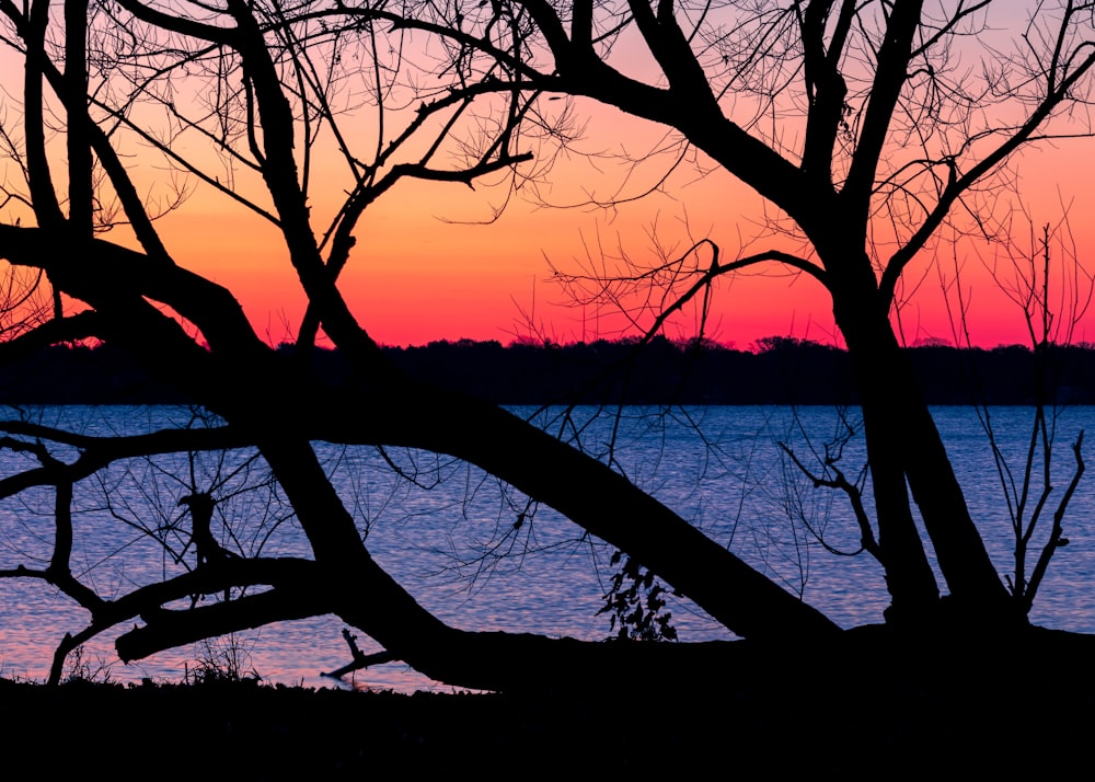 silhouette of tree near body of water during sunset