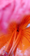 Close-up of vibrant 3D wildflower sculptural painting with delicate petals.