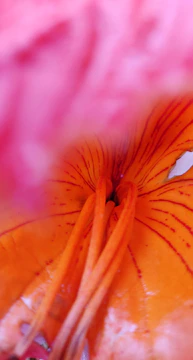 Close-up of vibrant 3D wildflower sculptural painting with delicate petals.